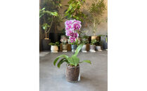 マイクロ胡蝶蘭