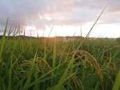 有機米&nbsp;コシヒカリ&nbsp;10kg　棚田-tanata-（有機JAS認証米）&nbsp;|&nbsp;こしひかり&nbsp;富山市&nbsp;新米&nbsp;白米&nbsp;精米&nbsp;お米&nbsp;米&nbsp;食品&nbsp;ふるさと納税&nbsp;返礼品&nbsp;こめ&nbsp;土遊野&nbsp;米&nbsp;通販&nbsp;日本産&nbsp;自然栽培&nbsp;直送&nbsp;ギフト&nbsp;人気&nbsp;おすすめ&nbsp;送料無料