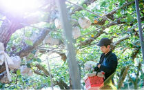 梨&nbsp;2026年&nbsp;&nbsp;あたご梨&nbsp;1玉（約1.2kg）&nbsp;贈答箱赤秀【ナシ&nbsp;なし&nbsp;岡山県産&nbsp;国産&nbsp;フルーツ&nbsp;果物&nbsp;ギフト&nbsp;石原果樹園】