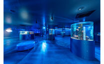 広島もとまち水族館　ファミリー入場券セット（大人2名、小学生2名）