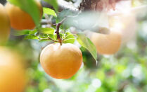 梨&nbsp;2026年&nbsp;&nbsp;あたご梨&nbsp;2玉（約950g玉）&nbsp;化粧贈答箱赤秀【ナシ&nbsp;なし&nbsp;岡山県産&nbsp;国産&nbsp;フルーツ&nbsp;果物&nbsp;ギフト&nbsp;石原果樹園】