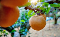 梨&nbsp;2026年&nbsp;&nbsp;あたご梨&nbsp;2玉（約1.2kg玉）化粧贈答箱赤秀【ナシ&nbsp;なし&nbsp;岡山県産&nbsp;国産&nbsp;フルーツ&nbsp;果物&nbsp;ギフト&nbsp;石原果樹園】