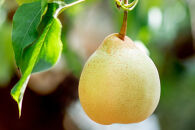 梨&nbsp;2026年&nbsp;&nbsp;家庭用&nbsp;&nbsp;あたご梨（2～3玉）・ヤーリ―&nbsp;（3～7玉）&nbsp;詰合せ計約4kg&nbsp;箱青秀&nbsp;【岡山県産&nbsp;フルーツ&nbsp;ギフト&nbsp;石原果樹園】