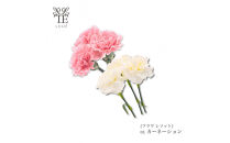 本物の花の香り&nbsp;リード・ディフューザー&nbsp;【カーネーション】