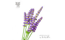 本物の花の香り&nbsp;リード・ディフューザー【ラベンダー】