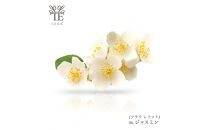 本物の花の香り&nbsp;リード・ディフューザー【ジャスミン】