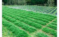 よもぎ風呂【入浴剤7個入り】