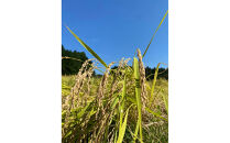 日光ダイヤ舞&nbsp;1年目&nbsp;白米5キロ&nbsp;有機栽培&nbsp;農薬不使用&nbsp;コシヒカリ&nbsp;令和7年度米&nbsp;｜&nbsp;お米&nbsp;有機栽培&nbsp;無農薬&nbsp;コシヒカリ&nbsp;栃木県&nbsp;日光市