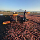 乾燥桜えび（化粧箱入）