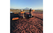生桜えび、生しらす、桜えびかき揚げセット【配送不可：離島】