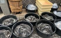 国産うなぎの蒲焼き&nbsp;3尾（合計525g）