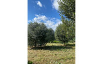 オリーブ箸と知多木綿の箸ケースセット