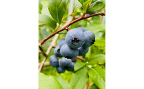 【農薬不使用】&nbsp;手摘み生ブルーベリー&nbsp;400g