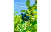 【農薬不使用】&nbsp;手摘み生ブルーベリー&nbsp;400g