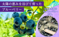 【農薬不使用】&nbsp;手摘み生ブルーベリー&nbsp;1kg