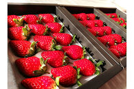 苺三種の宴・特選品&nbsp;(紅ほっぺ・幸の香・みおしずく)&nbsp;&nbsp;(各9玉～18玉入化粧箱・400ｇ以上)×3箱&nbsp;下笠いちご園