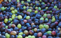 ジェイさんのオリーブオイル《ルッカ種》105g×1本&nbsp;（簡易包装）&nbsp;コンパニョーニファームズ&nbsp;エキストラバージンオイル&nbsp;2025年秋収穫&nbsp;100％小豆島産&nbsp;手摘み