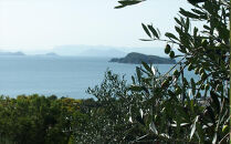 ジェイさんのオリーブオイル《ルッカ種》105g×1本&nbsp;（簡易包装）&nbsp;コンパニョーニファームズ&nbsp;エキストラバージンオイル&nbsp;2025年秋収穫&nbsp;100％小豆島産&nbsp;手摘み