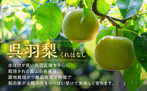 【先行予約・2026年8月25日～9月10日に発送】呉羽梨（くれはなし）5kg箱