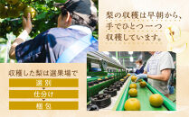 【先行予約・2026年8月25日～9月10日に発送】呉羽梨（くれはなし）5kg箱