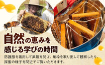 1282.【要予約&nbsp;大人1名様用】あんどう養蜂&nbsp;まるごと養蜂体験（約3時間）はちみつ600g付き