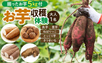  おすすめ 1284.[要予約 大人1名様用]北栄町 お芋収穫体験 長芋・ねばりっこ・とっくり芋・里芋・さつまいも 掘ったお芋5kg付き
