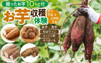  おすすめ 1285.[要予約 親子用(大人1名様+小学生1名様)]北栄町 お芋収穫体験 長芋・ねばりっこ・とっくり芋・里芋・さつまいも 掘ったお芋5kg×2名様分付き