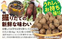 1285.【要予約&nbsp;親子用（大人1名様+小学生1名様）】北栄町&nbsp;お芋収穫体験　長芋・ねばりっこ・とっくり芋・里芋・さつまいも　掘ったお芋5kg×2名様分付き