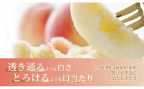 《2026年発送》岡山県産&nbsp;清水白桃&nbsp;1.5kg&nbsp;5～7玉
