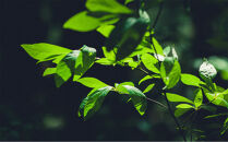 【SPECIAL　BOXセット】QINO　SODA　3本入（黒文字1本、御神木杉2本）