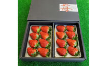 いちご&nbsp;約250g×2　【かおり野/紅ほっぺ/ベリーポップすず】から1～2品種お届け