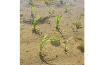 【令和7年産】【定期便・上旬お届け】5kg×12ヶ月　南魚沼産コシヒカリ生活応援