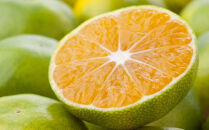 【秀品】有田産極早生みかん約5kg(2S～Lサイズ混合)★2026年10月中旬頃より順次発送