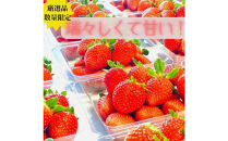 【訳あり】《限定3月発送》&nbsp;&nbsp;朝採り同日出荷&nbsp;イチゴ　御前崎産かおり野　訳あり徳用&nbsp;1.3kg