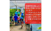 【訳あり】《限定3月発送》&nbsp;&nbsp;朝採り同日出荷&nbsp;イチゴ　御前崎産かおり野　訳あり徳用&nbsp;1.3kg