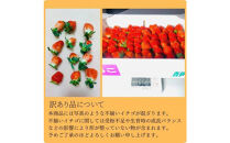 【訳あり】《限定2月発送》&nbsp;&nbsp;朝採り同日出荷&nbsp;イチゴ　御前崎産かおり野　訳あり徳用&nbsp;1.3kg