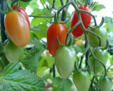 【4月発送】ミニトマトアイコ(松トマト)&nbsp;約2kg（S・M・Lサイズおまかせ）