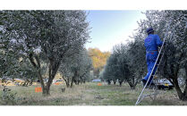 小豆島産100%&nbsp;ExtraVirgin&nbsp;オリーブオイル&nbsp;108g×1本