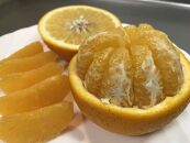 家庭用&nbsp;5.5kg&nbsp;訳あり&nbsp;傷多め&nbsp;4月&nbsp;まで&nbsp;木成&nbsp;完熟&nbsp;させた&nbsp;有田&nbsp;はっさく&nbsp;L&nbsp;または&nbsp;M&nbsp;サイズ&nbsp;茶箱&nbsp;南泰園&nbsp;みかん