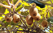 ［先行予約］&nbsp;和歌山県産キウイフルーツ約2kg&nbsp;サイズ混合&nbsp;★2026年11月下旬頃より順次発送&nbsp;［TM225］