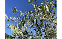 小豆島産100%&nbsp;ExtraVirgin&nbsp;オリーブオイル&nbsp;108g×2本