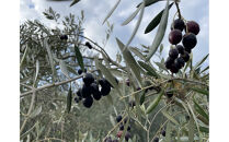 小豆島産100%&nbsp;ExtraVirgin&nbsp;オリーブオイル&nbsp;108g×3本