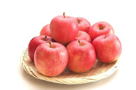 2026年度発送【定期便&nbsp;３回】シャインマスカットから始まる　満足定期便☆１