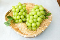 2026年度発送【定期便&nbsp;４回】シャインマスカットから始まる　満足定期便☆２