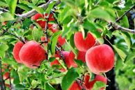 【2026年発送】どちらも食べたい！「ラ・フランスとサンふじりんごセット　約5kg（13～20玉）」秀