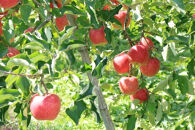 【2026年発送】太陽燦々☆サンふじりんご　約5kg（13～20玉）秀