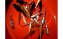 讃岐のめだかの特選めだか&nbsp;レインボーミックスめだか10ペア