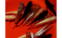 讃岐のめだかの特選めだか&nbsp;レインボーミックスめだか10ペア