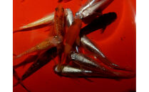 讃岐のめだかの特選めだか&nbsp;レインボーミックスめだか10ペア