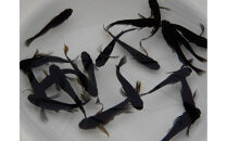 讃岐のめだかの特選めだか&nbsp;ブラックミックスめだか5ペア